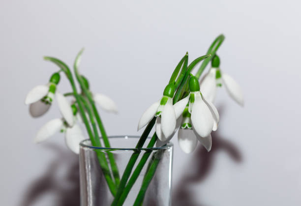 istock White flowers at white background 1413400261