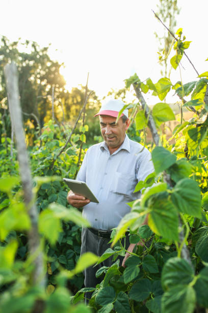 istock senior man checking tablet products in bean garden 1413400557