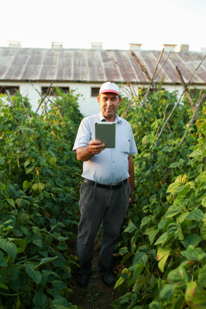 istock Senior man controlling beans with tablet in vegetable garden. smart farming app 1413400706