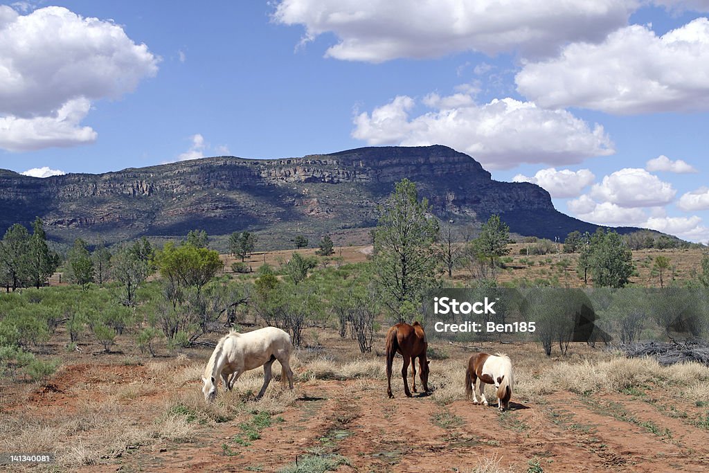 Caballos salvajes - Foto de stock de Aire libre libre de derechos