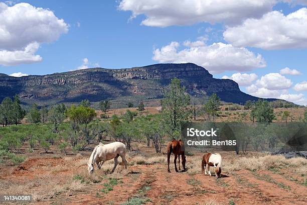 Cavalli Selvaggi - Fotografie stock e altre immagini di Ambientazione esterna - Ambientazione esterna, Animale, Animale selvatico