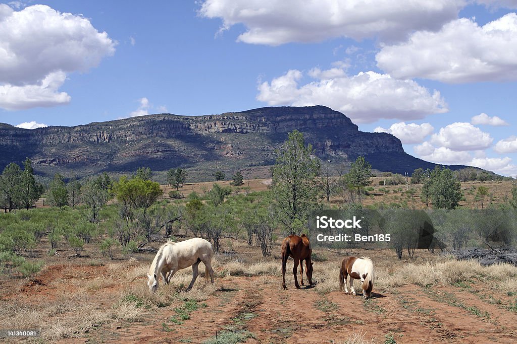 Wild Horses - Стоковые фото Австралия - Австралазия роялти-фри