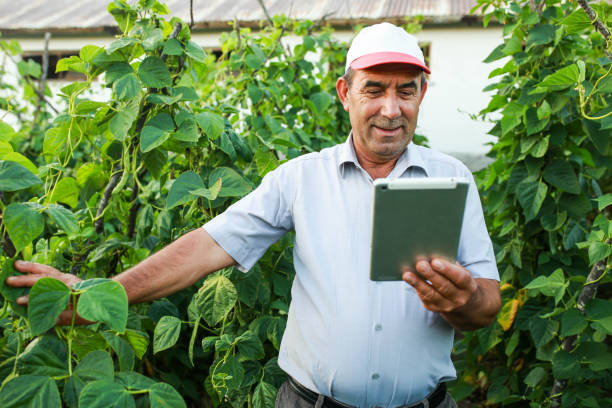 istock Senior man controlling beans with tablet in vegetable garden. smart farming app 1413400828