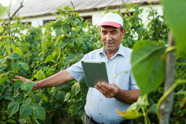 istock Senior man controlling beans with tablet in vegetable garden. smart farming app 1413401399
