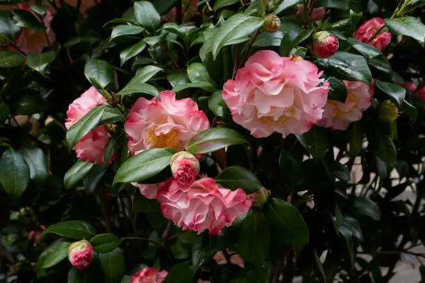 Camellia japonica flower close up