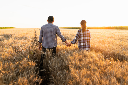 A couple of farmers in plaid shirts and caps holding hands on agricultural field of wheat at sunset