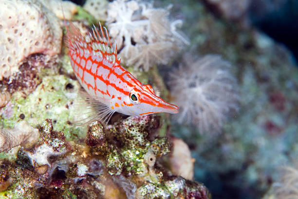 istock Longnose hawkfish (oxycirrhites typus) in de Red Sea. 141340202