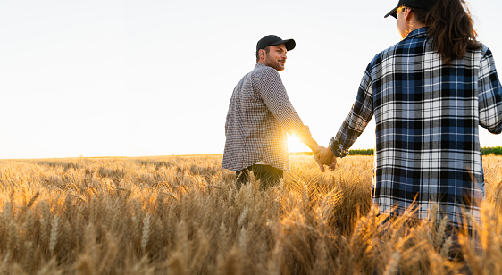 A couple of farmers in plaid shirts and caps holding hands on agricultural field of wheat at sunset