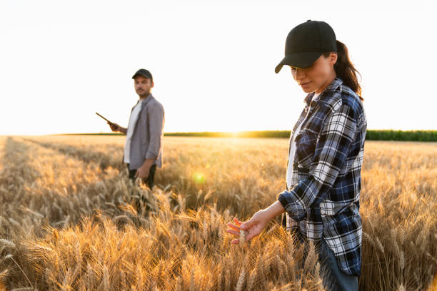 Couple of farmers examines the field of cereals and sends data to the cloud from the tablet. stock photo