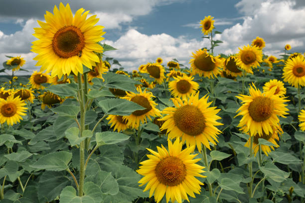 istock Blooming sunflowers of different height 1413403234