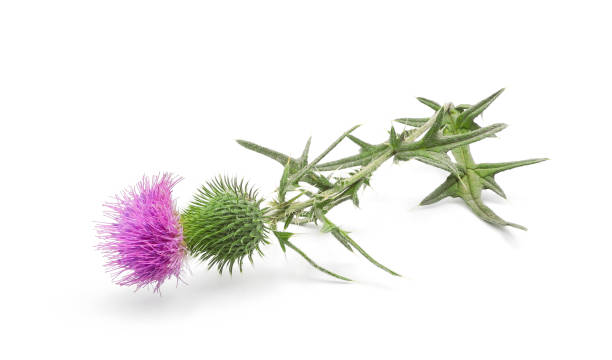 flowering thistle close-up isolated on white - thorn spiked flower head blossom imagens e fotografias de stock