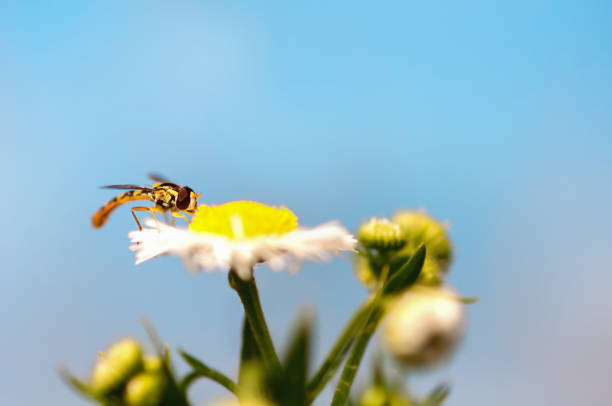 an insect fly sitting on a daisy close-up