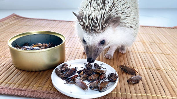 Little hedgehog pet eating canned cockroach. Canned food for insectivores. African pygmy hedgehog eating food on brown background. Pet food with insects. stock photo