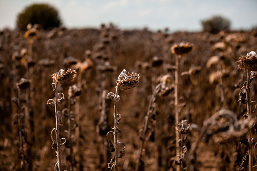 Climate change and heat waves destroying agriculture crops