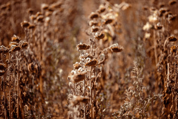 Dead plant in sunflower field