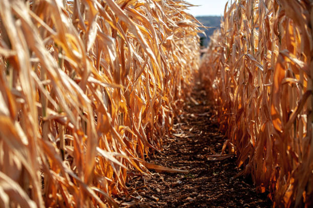 Dry soil and dead corn plants due to arid climate and heat waves