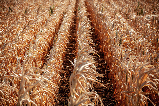 Arid climate destroying Corn crops