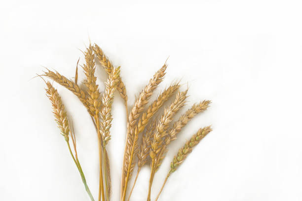 istock Ripe wheat's ears; food safety concept 1413406895