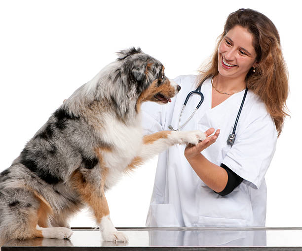 istock Australian Shepherd giving its paw to a vet 141340690