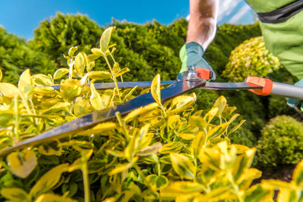 istock Garden Hedge Shears in Action 1413408516
