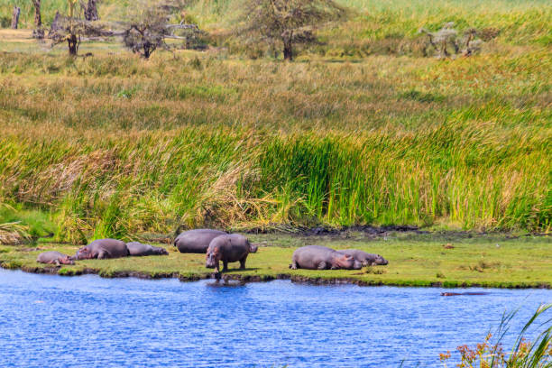 groupe d’hippopotames (hippopotamus amphibius) couchés sur les rives d’un lac dans le parc national du cratère du ngorongoro, tanzanie - lake volcano volcanic crater riverbank photos et images de collection