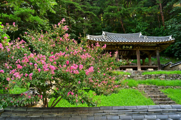 Old House and Barron Blossom Tree VD702