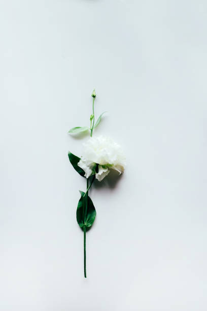 istock top view of a white rose on a white background 1413413332