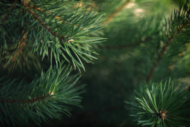 istock Christmas tree branches close-up , texture for your design 1413413865