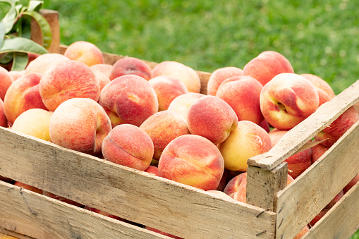 A pile of fresh ripe peaches at a Cape Cod farmers market.