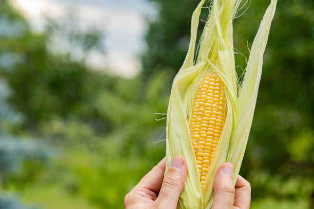istock farmers hand holding corn cob and inspecting it 1413414585
