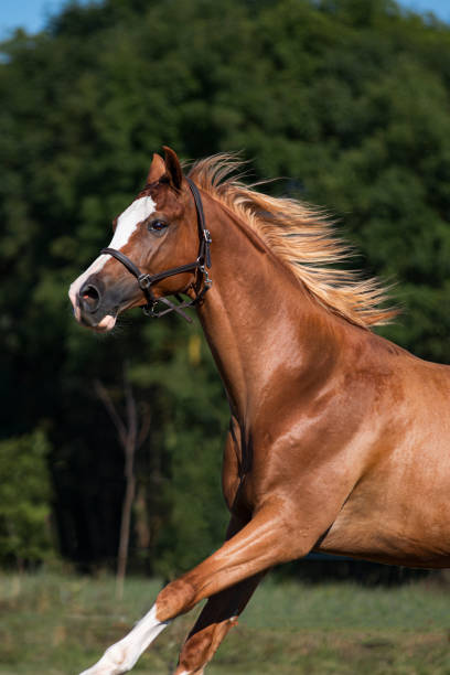 istock Chestnut trakehner horse 1413415423