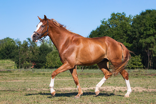 Chestnut trakehner horse trotting in pasture, sunny day, no bridle