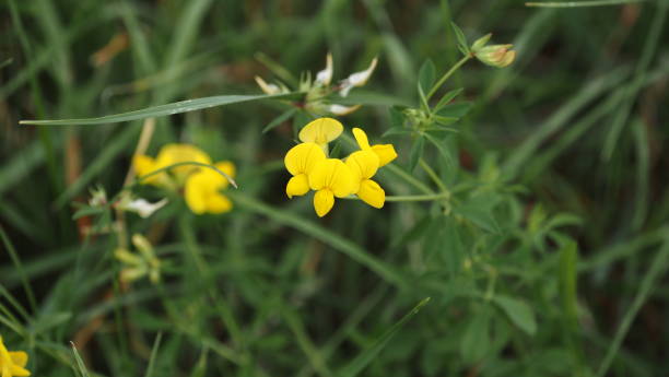 istock Small yellow wildflower up close 1413416054