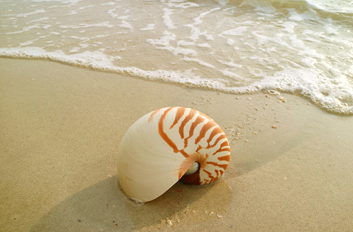 Closeup a Natural Nautilus Sea Shell Isolated on Wet Sand Beach in the Sunlight