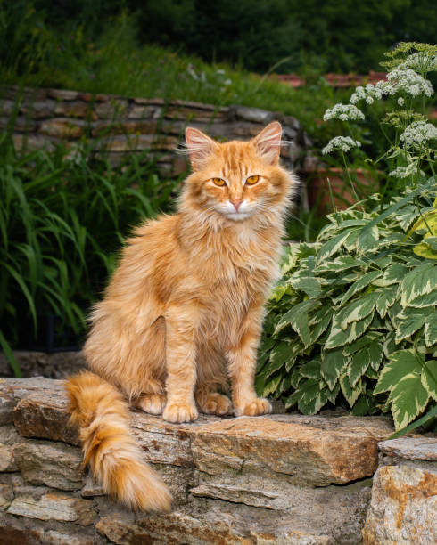 istock Ginger cat sitting in front of the camera 1413416637