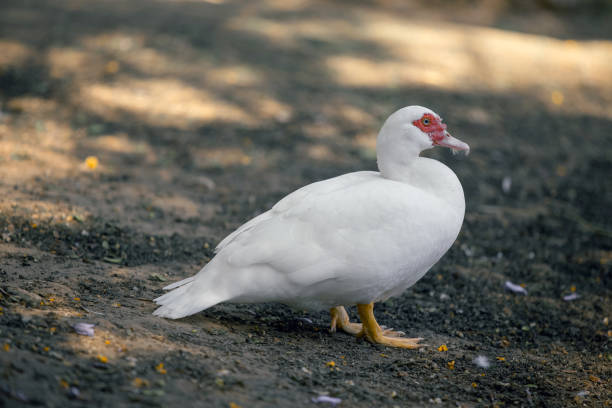 White goose in the park close-up