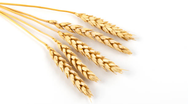 istock Five ripe ears of wheat on a white background 1413418025