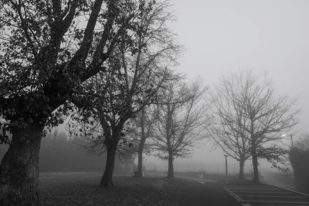 scène en noir et blanc d’arbres sans feuilles pour le fond du jour d’halloween. arbres au bord de la route dans la brume. fond de la nuit d’halloween. concept de mort, de tristesse, de désespoir et de désespoir. branches d’arbres mortes. - white black tree fog photos et images de collection