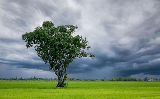 Tree in green rice field with overcast sky. Agricultural field in rainy season with stormy sky. Beauty in nature. Carbon credit and carbon neutral concept. Clean environment. Organic rice farm.