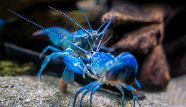 dos coloridos cherax quadricarinatus, un cangrejo de río azul australiano de agua dulce - fittest fotografías e imágenes de stock