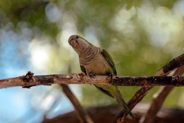 istock A green parrot sits on a tree branch in the park 1413418962