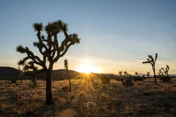 Sunset Begins Behind mountains in Joshua tree National park in California