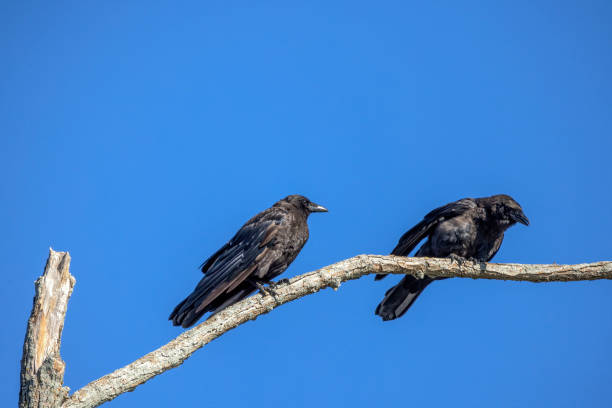 istock The American crow (Corvus brachyrhynchos) sitting on top of a tree 1413426322
