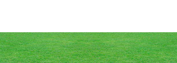 istock Green grass field isolated on white background, for montage product display. with clipping path 1413427194