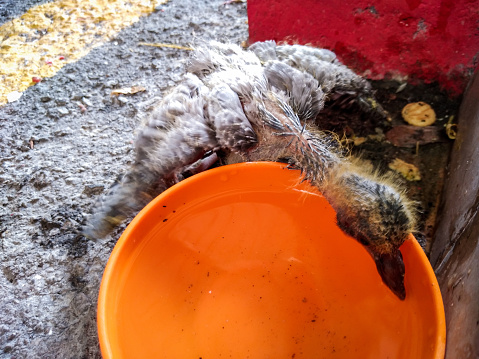 Penang, Malaysia. \n\nI saw this baby bird along the road. It couldn't fly yet, just hopping around. Pity, I got a plastic bowl and filled it with plain water. I put it near to the baby bird, and it tried to sip. Yes, it managed to drink from it.