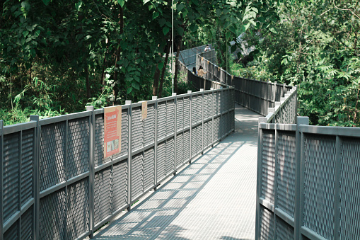 Skywalk in the rainforest