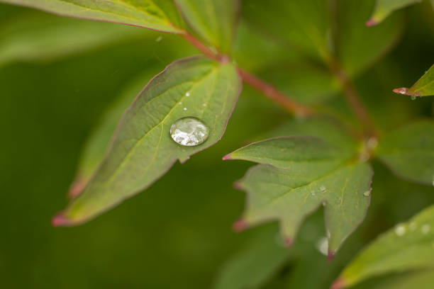 Macro view of raindrops on green peony leaves.