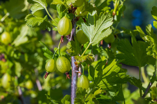 初夏の緑のグースベリーの茂みのマクロビュー。 - gooseberry fruit bush green ストックフォトと画像