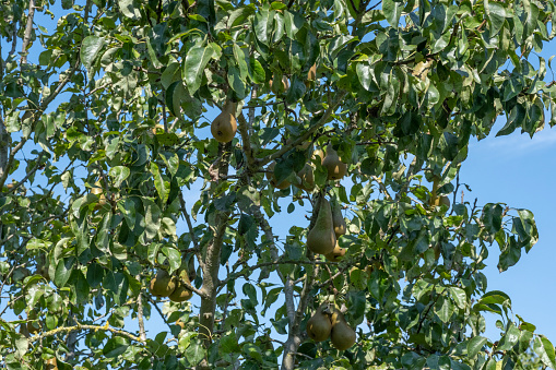 A large pear tree with plenty of ripe conference pears.