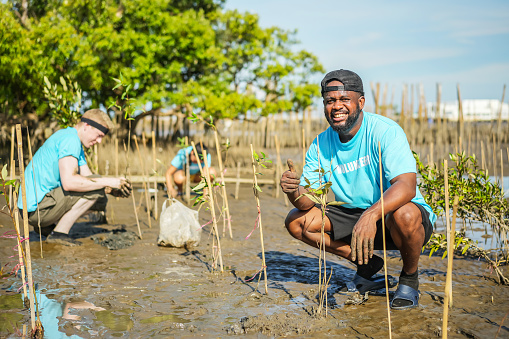 African American men volunteer helpers planting trees in mangrove forest for environmental protection and ecology, reduce global warming, Charity work